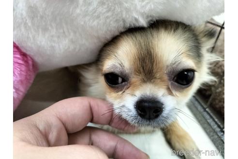 成約済の兵庫県のチワワ(ロングコート)-159704の12枚目