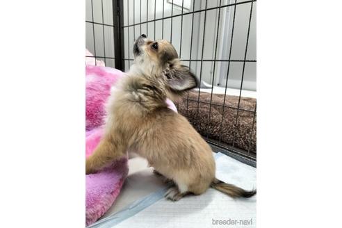 成約済の兵庫県のチワワ(ロングコート)-159704の1枚目