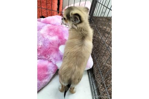 成約済の兵庫県のチワワ(ロングコート)-159704の2枚目