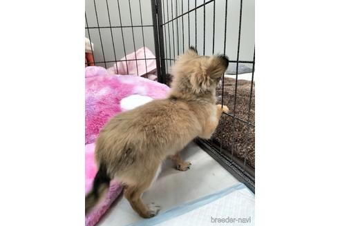 成約済の兵庫県のチワワ(ロングコート)-159704の3枚目