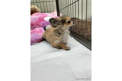 成約済の兵庫県のチワワ(ロングコート)-159704の4枚目