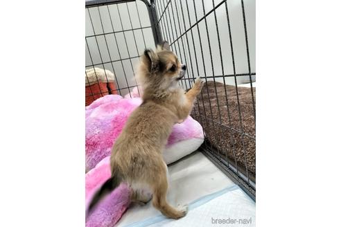 成約済の兵庫県のチワワ(ロングコート)-159704の5枚目