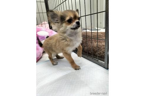 成約済の兵庫県のチワワ(ロングコート)-159704の6枚目