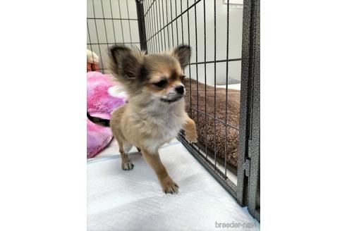 成約済の兵庫県のチワワ(ロングコート)-159704の7枚目