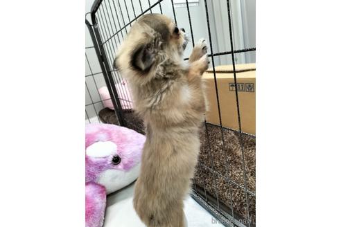 成約済の兵庫県のチワワ(ロングコート)-159704の8枚目