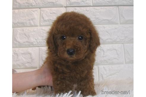 成約済の茨城県のトイプードル-166617の2枚目