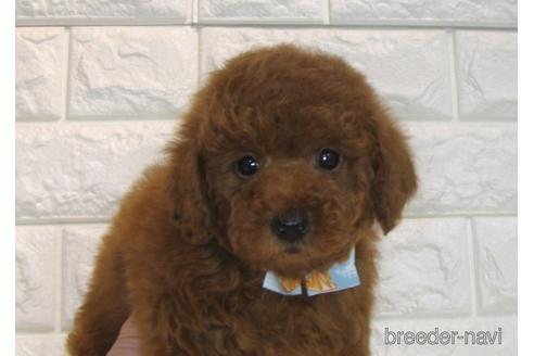 成約済の茨城県のトイプードル-166617の3枚目