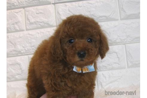 成約済の茨城県のトイプードル-166617