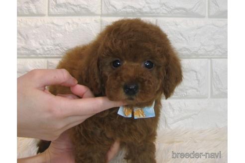 成約済の茨城県のトイプードル-166617の5枚目