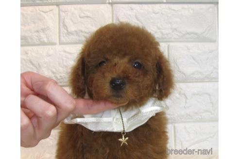 成約済の茨城県のトイプードル-166618の2枚目