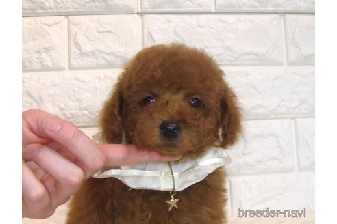 成約済の茨城県のトイプードル-166618の3枚目