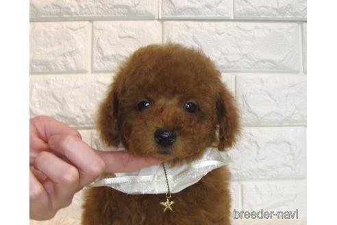 成約済の茨城県のトイプードル-166618