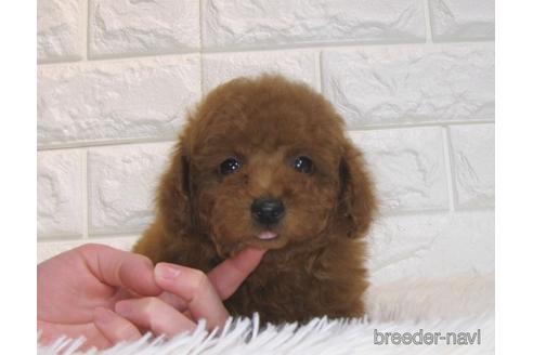 成約済の茨城県のトイプードル-166618の4枚目