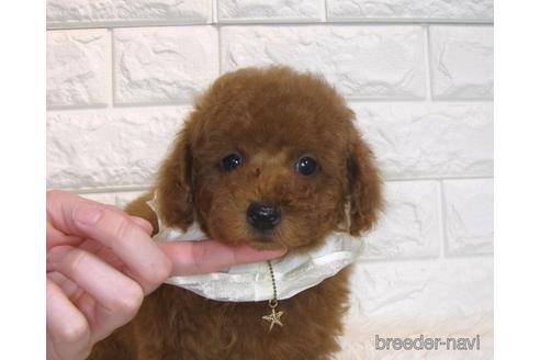 成約済の茨城県のトイプードル-166618の5枚目