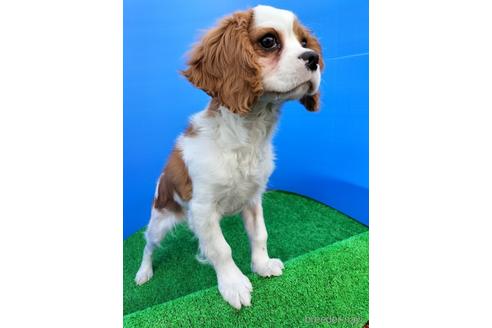 成約済の兵庫県のキャバリアキングチャールズスパニエル-158012の7枚目