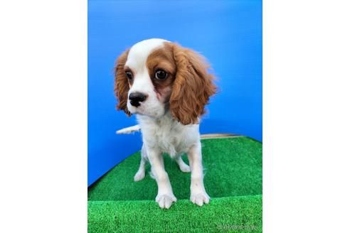 成約済の兵庫県のキャバリアキングチャールズスパニエル-158012