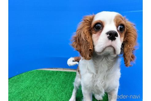 成約済の兵庫県のキャバリアキングチャールズスパニエル-158012の11枚目