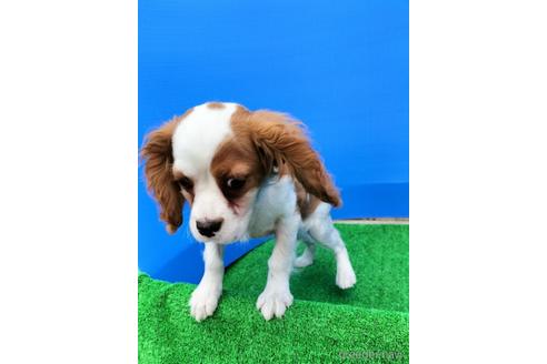 成約済の兵庫県のキャバリアキングチャールズスパニエル-158012の10枚目