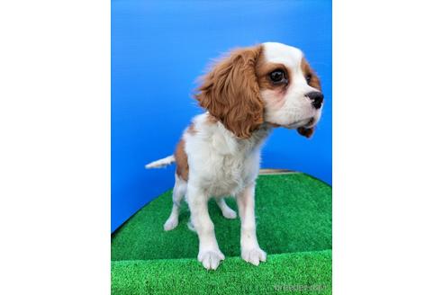 成約済の兵庫県のキャバリアキングチャールズスパニエル-158012の6枚目