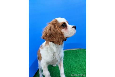 成約済の兵庫県のキャバリアキングチャールズスパニエル-158012の5枚目