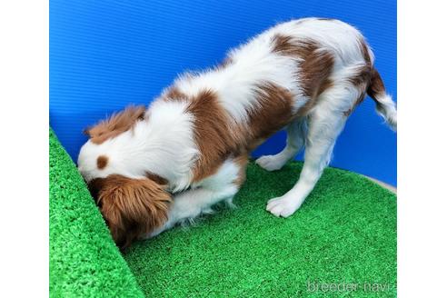 成約済の兵庫県のキャバリアキングチャールズスパニエル-158012の8枚目