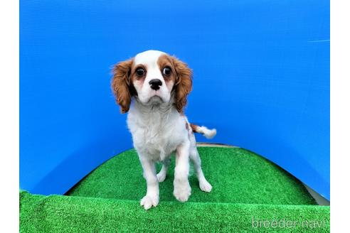 成約済の兵庫県のキャバリアキングチャールズスパニエル-158012の9枚目