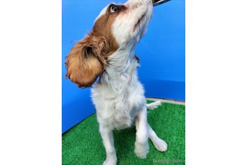 成約済の兵庫県のキャバリアキングチャールズスパニエル-158012の4枚目