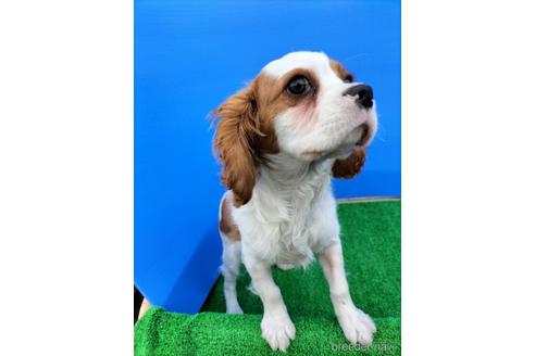 成約済の兵庫県のキャバリアキングチャールズスパニエル-158012の3枚目