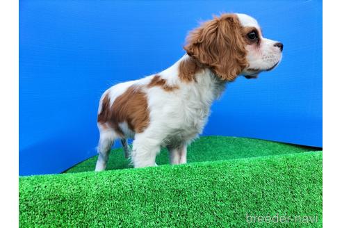 成約済の兵庫県のキャバリアキングチャールズスパニエル-158012の2枚目