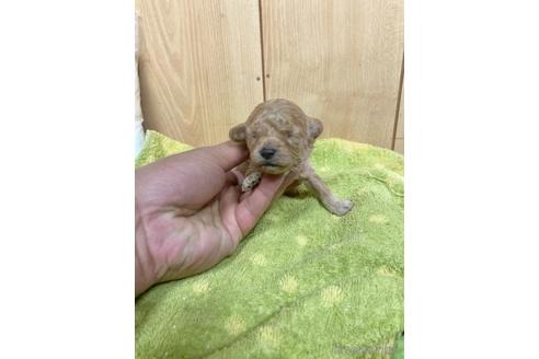 成約済の埼玉県のトイプードル-166151の5枚目