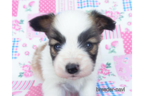 成約済の千葉県のパピヨン-166620の8枚目