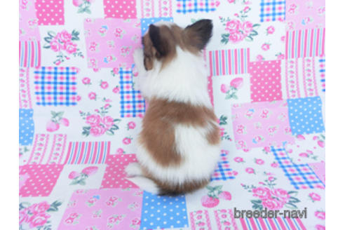 成約済の千葉県のパピヨン-166620の7枚目