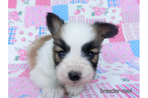 成約済の千葉県のパピヨン-166620の6枚目