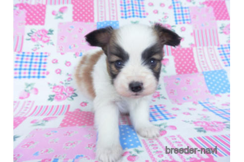 成約済の千葉県のパピヨン-166620の5枚目