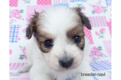 成約済の千葉県のパピヨン-166625