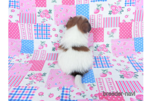 成約済の千葉県のパピヨン-166625の4枚目