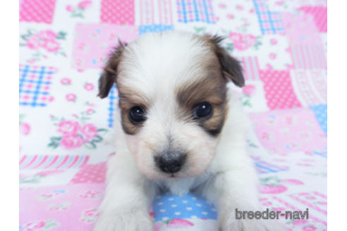 成約済の千葉県のパピヨン-166625の3枚目