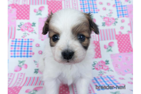 成約済の千葉県のパピヨン-166625の2枚目