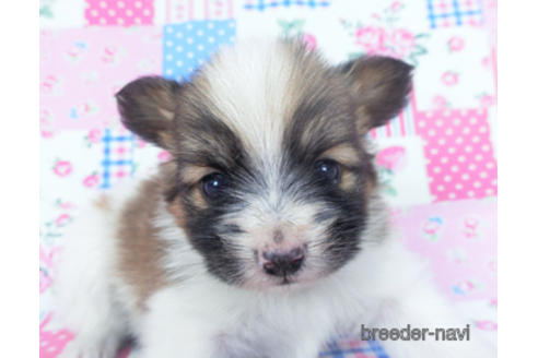 成約済の千葉県のパピヨン-166627の8枚目