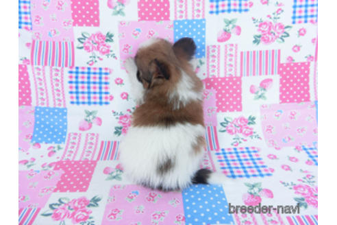 成約済の千葉県のパピヨン-166627の7枚目