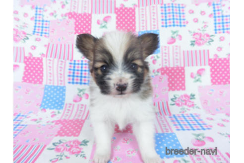 成約済の千葉県のパピヨン-166627の6枚目