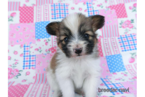 成約済の千葉県のパピヨン-166627の5枚目