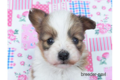 成約済の千葉県のパピヨン-166628