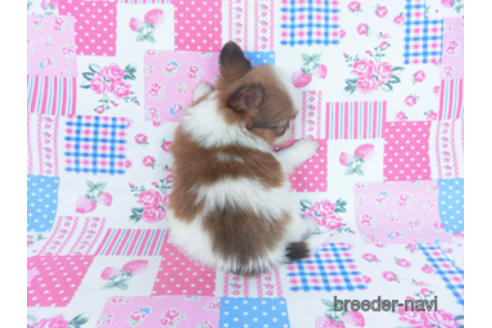 成約済の千葉県のパピヨン-166628の4枚目