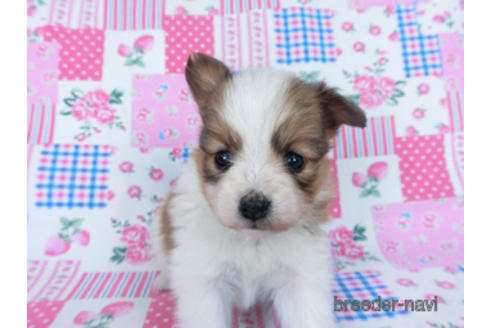 成約済の千葉県のパピヨン-166628の2枚目