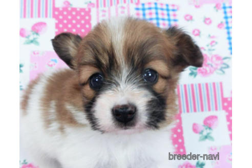 成約済の千葉県のパピヨン-166631の12枚目