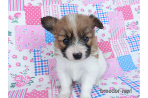 成約済の千葉県のパピヨン-166631の10枚目