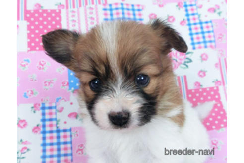 成約済の千葉県のパピヨン-166631の9枚目