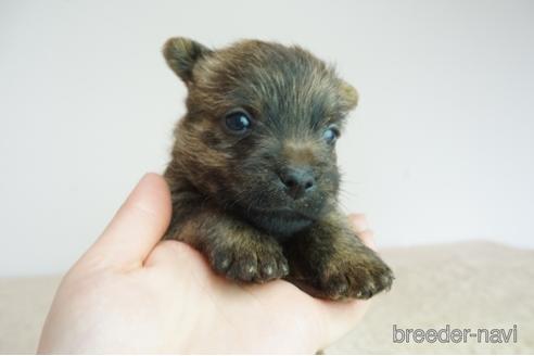 子犬