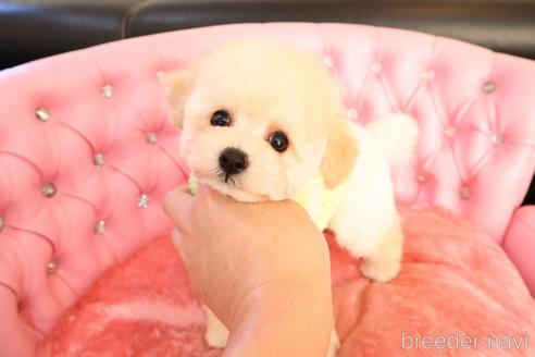 成約済の茨城県のタイニープードル-166658の1枚目